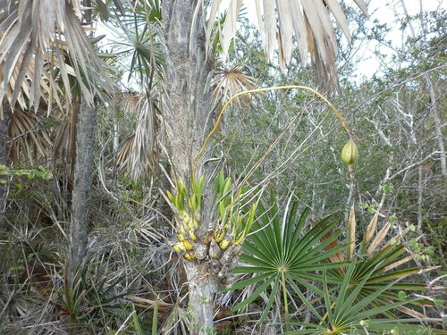 Encyclia phoenicea, photograph 3