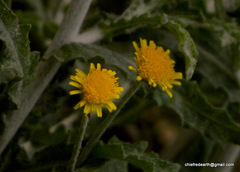 Asteraceae