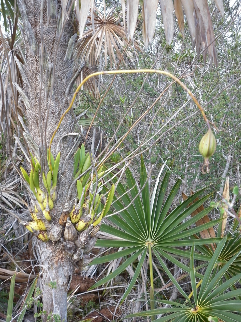 Encyclia cajalbanensis Múj.Benítez, Bocourt & Pupulin 2