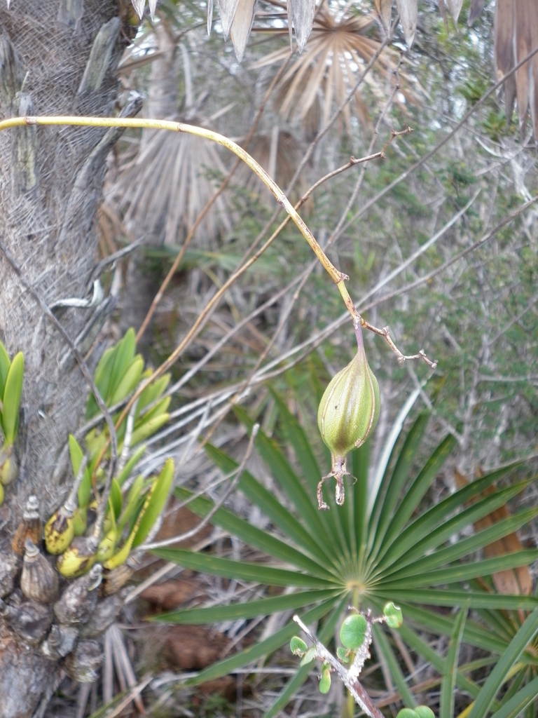 Encyclia cajalbanensis Múj.Benítez, Bocourt & Pupulin 3