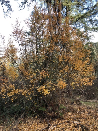 Scouler's willow (Salix scouleriana)