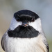 Chickadees and Allies - Photo (c) Greg Lasley, some rights reserved (CC BY-NC), uploaded by Greg Lasley