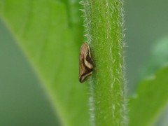 Clovia