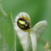 Chiridopsis aubei - Photo (c) Matt Muir, algunos derechos reservados (CC BY), subido por Matt Muir