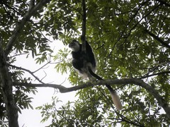 Colobus guereza