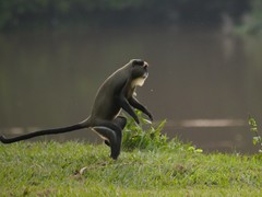 Cercopithecus neglectus