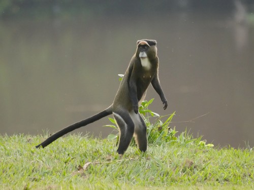 De Brazza's Monkey