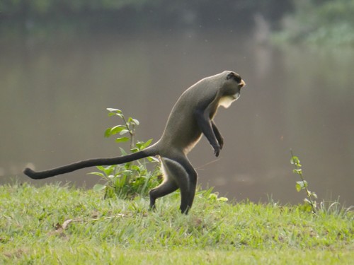 De Brazza's Monkey (Cercopithecus neglectus)
