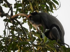 Cercopithecus neglectus