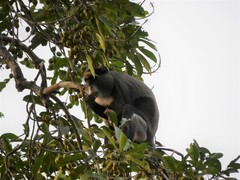 Cercopithecus neglectus