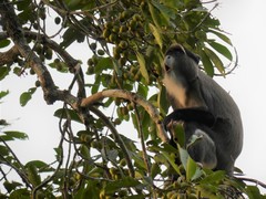 Cercopithecus neglectus