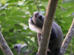 Cercopithecus neglectus