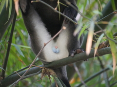 Cercopithecus neglectus