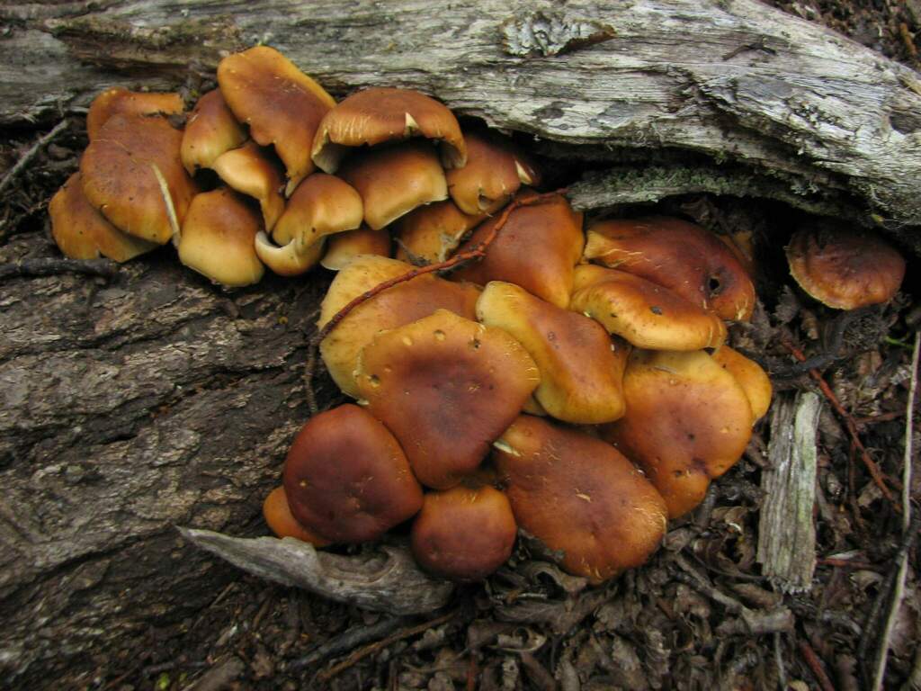 Hypholoma frowardii · February 2010 · photo: © cesar383 (iNaturalist, cc-by-nc)