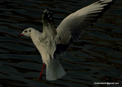 Chroicocephalus ridibundus