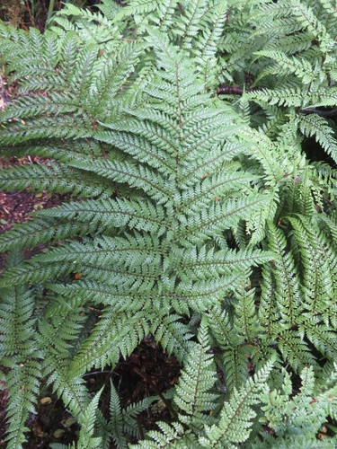 Image of Dicksonia lanata by no rights reserved