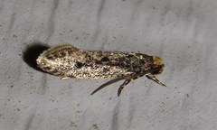 Niditinea orleansella