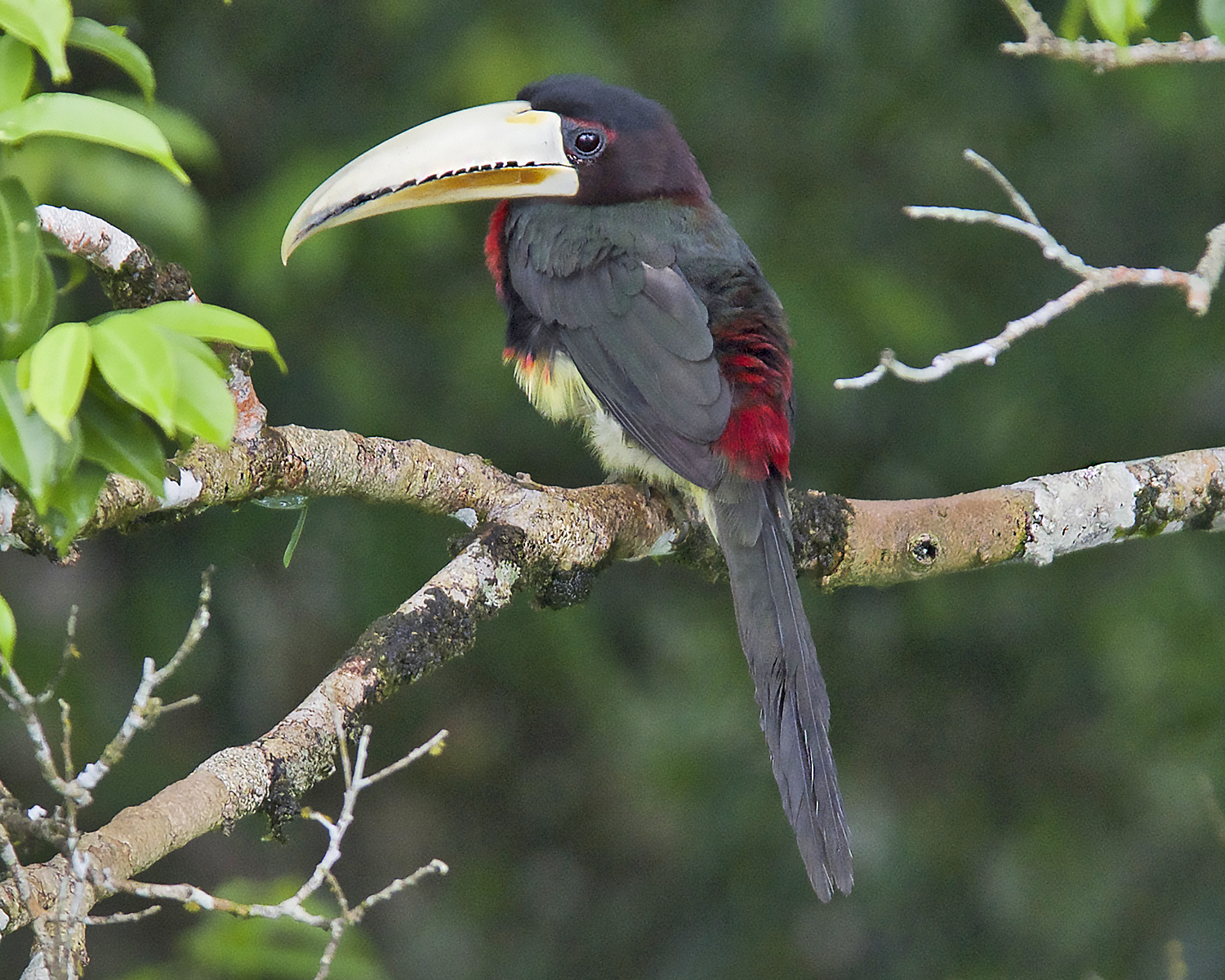 Photos of Ivory-billed Aracari (Pteroglossus azara) · iNaturalist