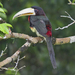 Ivory-billed Aracari - Photo (c) Dave Wendelken, some rights reserved (CC BY-NC), uploaded by Dave Wendelken