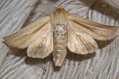 Ichneutica semivittata