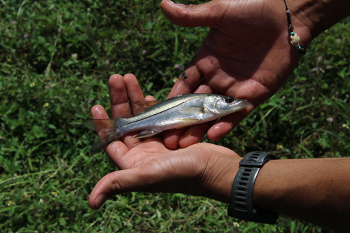 Common Snook