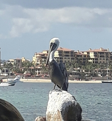 Pelecanus occidentalis