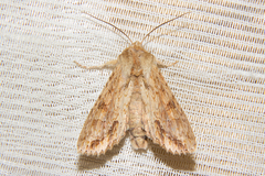 Ichneutica mollis