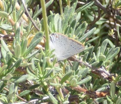 Satyrium sylvinus dryope