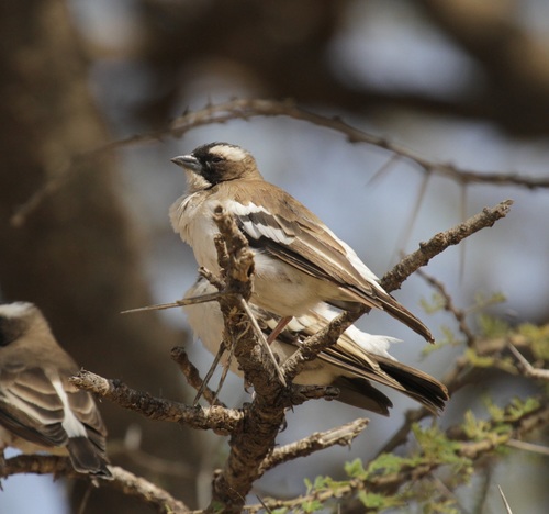 White-browed Sparrow-Weaver