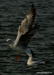 Chroicocephalus ridibundus