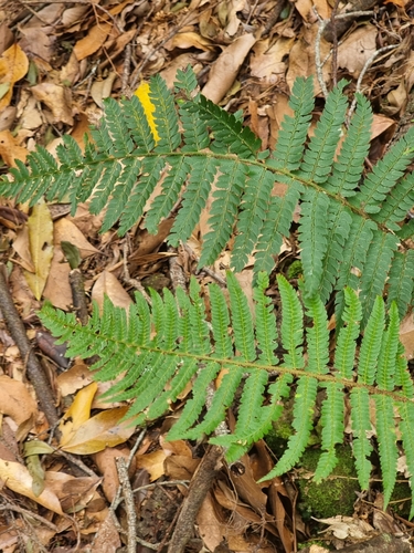 Polystichum setiferum image