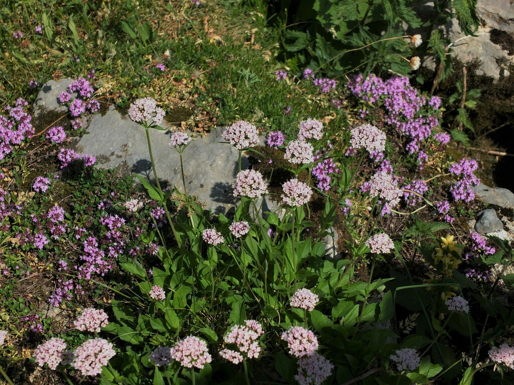 Mountain Valerian from 64490 Accous, France on July 4, 2015 at 09:21 PM ...