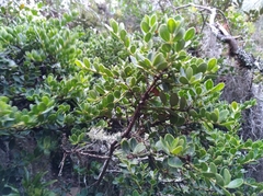 Ilex kunthiana