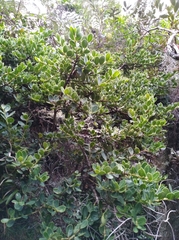 Ilex kunthiana