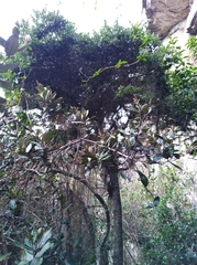 Ilex kunthiana