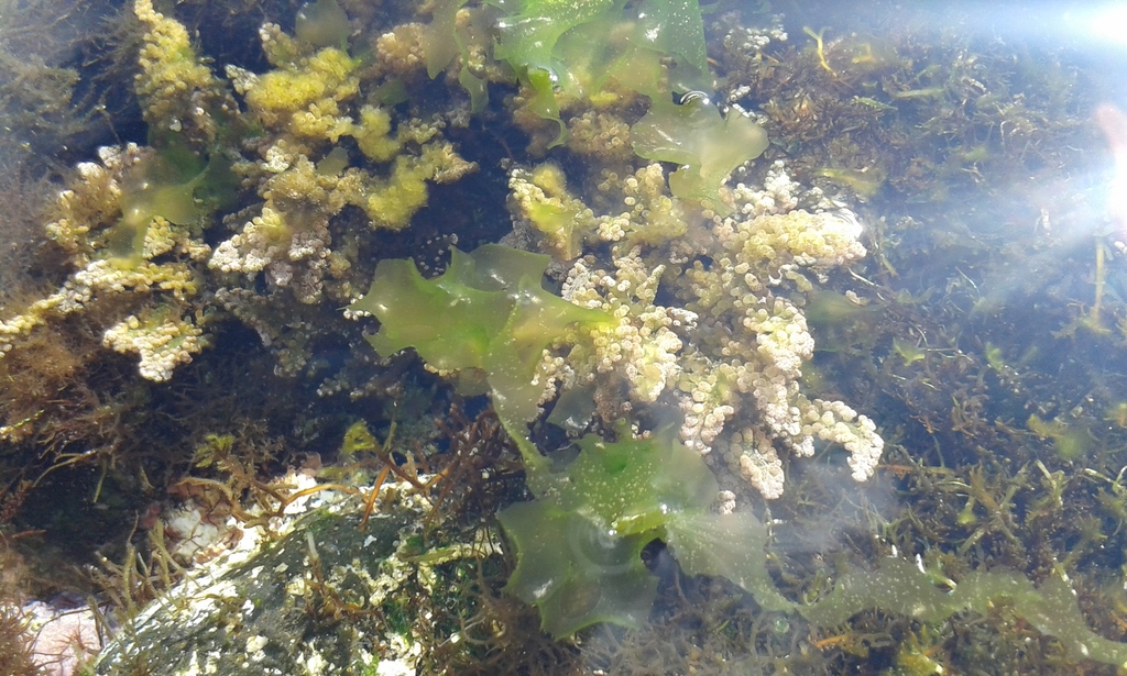 Chondrophycus dotyi