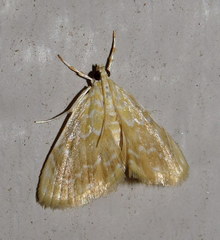 Glaphyria glaphyralis