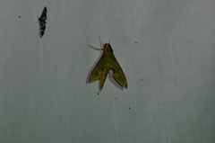 Xylophanes chiron