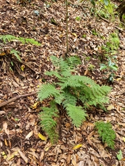 Dryopteris intermedia subsp. maderensis image