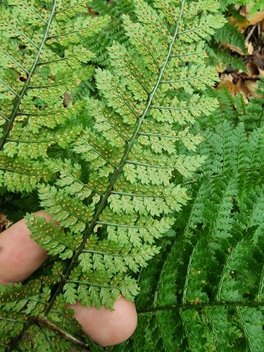 Dryopteris image