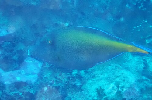 Largescale leatherjacket (Cantheschenia grandisquamis) — Monacanthidae — 3