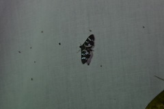 Desmia bajulalis