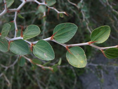 Ziziphus lotus