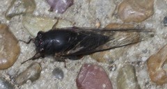 Birrima varians