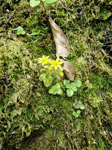 Image of Aichryson villosum by (c) Vítor Jorge, some rights reserved (CC BY)