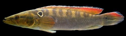 Alta Pike Cichlid (Crenicichla alta) · iNaturalist