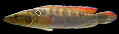 Alta Pike Cichlid