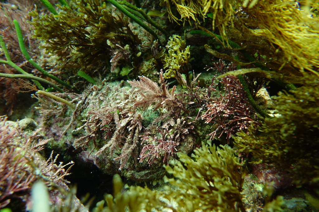 Arthrocardia wardii