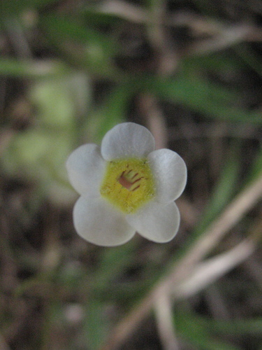 Pinguicula albida