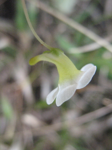 Pinguicula albida